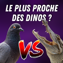 Dinosaure : ancêtre du crocodile ou... du pigeon ? 🦖
