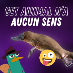 L'ornithorynque est encore plus bizarre que vous ne le pensez ! 🤪