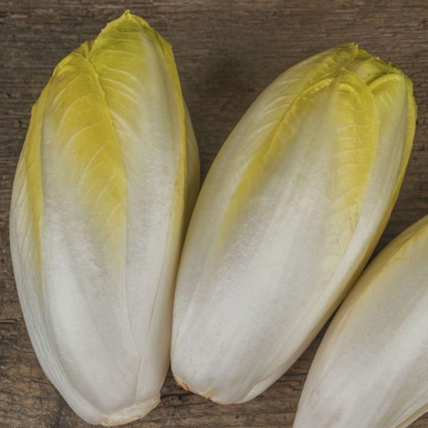 Nova Hors-Série - Wikipédia : l’embrouille de l’endive