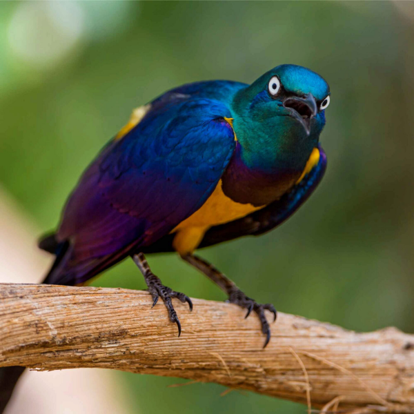 Tech Paf - "Birds aren't real", les oiseaux nous prendraient-ils pour des pigeons ?