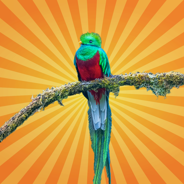 Bêtes de science - Le quetzal resplendissant, oiseau fétiche des Aztèques et des Mayas