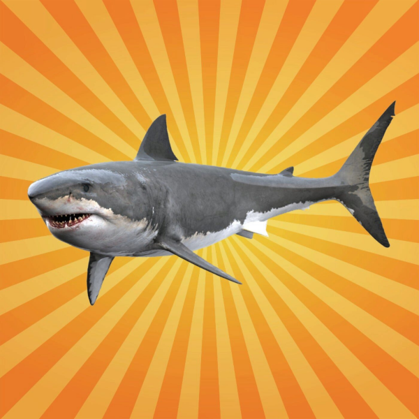 Bêtes de science - Le requin est un bon écolier