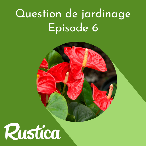 Questions de jardinage - Comment cultiver et faire fleurir l'anthurium