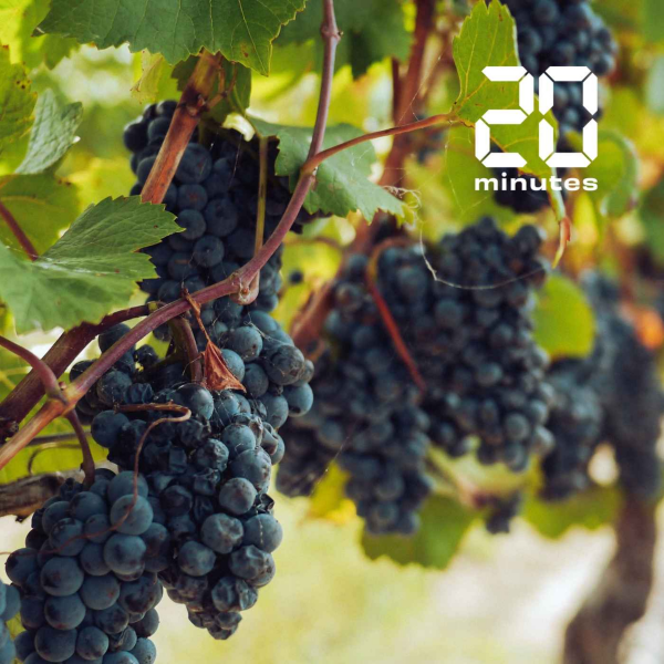 Minute Papillon! - Le bordeaux ne veut pas trinquer #3