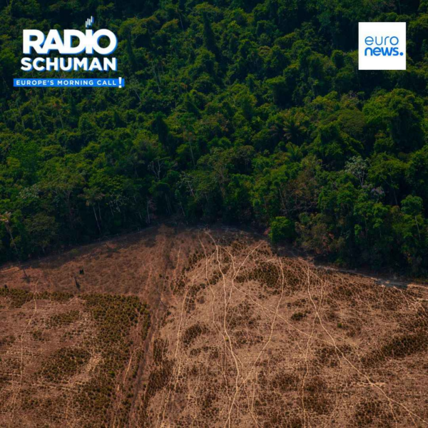 Radio Schuman - Why has the EU deforestation law become so politicised and what is the role that Germany is playing on it?