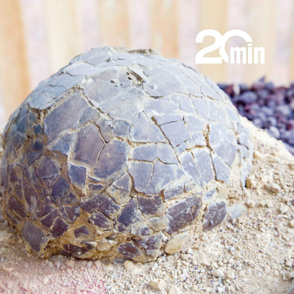 Sixième Science - Découvrez « Eggs en Provence », gisement d'œufs de dinosaures unique au monde