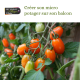Les Saveurs du Potager : Créer son micro potager sur son balcon