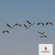 A big network moves distribution to Flightcast