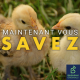 Pourquoi continue-t-on de broyer des poussins mâles en France ?