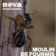 Wikipédia : moulin de fourmis