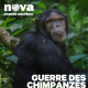 Wikipédia : la guerre des chimpanzés de Gombe