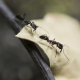 Sur Facebook, des utilisateurs se prennent pour des fourmis