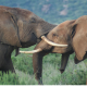 Les éléphants communiquent aussi par leurs oreilles, un nouvel Océan est né & TikTok change le visage de ses utilisateurs sans autorisation