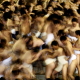 Au Japon, le Festival de l'homme nu