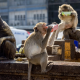 Thaïlande : les singes ont envahi la ville de Lopburi "clients envolés, entreprises au bord de la faillite, investissements en suspens"