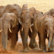 Savez-vous que les éléphants ont des prénoms comme les humains ?