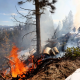 Le Texas affronte en ce moment le plus violent incendie de son histoire, mais les séquoias américains brûlés reviennent à la vie