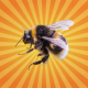 Le bourdon, petit pollinisateur qui nourrit le monde !