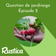 Que faire quand les radis sont trop piquants et que les salades montent en graines ?