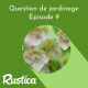 Comment bien soigner une rose de Noël