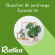 Comment cultiver un monstera deliciosa
