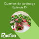 La culture du cactus de Noël