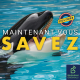 A-t-on vraiment sauvé Willy ?