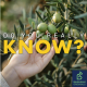 What is the olive theory from Tiktok?