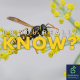 How can you keep wasps away?