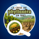 Phylloxéra : le fléau qui a failli détruire le vignoble français ! 🍇