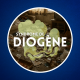 Qu'est-ce que le syndrome de Diogène ? 🪰