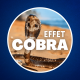 Qu'est-ce que l'effet Cobra ? 🐍 (Il nous menace tous...)