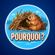 Pourquoi les castors construisent-ils des barrages ? 🦫