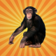 Le chimpanzé, notre plus proche cousin, utilise des outils !