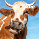 Pourquoi nos vaches sont en danger