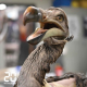 Comment les dodos ont été ramenés à la (presque) vie
