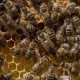 Beewise, la start-up qui veut révolutionner l'apiculture