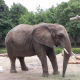 US : le cas d'une éléphante remet la question du droit des animaux sur la table