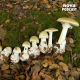 Une équipe sino-australienne découvre un possible antidote au champignon le plus mortel du monde