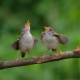 Un best of de chants d’oiseaux cartonne en Australie