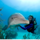 Un dauphin tombe amoureux de sa professeure au cours d’une expérience scientifique