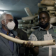 Au Zimbabwe, le commerce de l'ivoire fait débat
