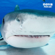 Enquête australienne : le mort retrouvé dans le ventre d’un requin-tigre n’est pas mort dévoré