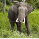 Des éléphants errent en Chine