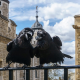 Un corbeau-gardien de Londres a disparu