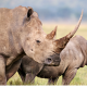 Les deux seuls rhinocéros blanc du Nord au monde