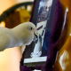 Des chercheurs apprennent l’utilisation du téléphone portable à des perroquets