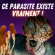 Cordyceps : le champignon bien réel qui a inspiré The Last of Us 🧟